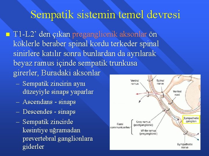 Sempatik sistemin temel devresi n T 1 -L 2’ den çıkan preganglionik aksonlar ön