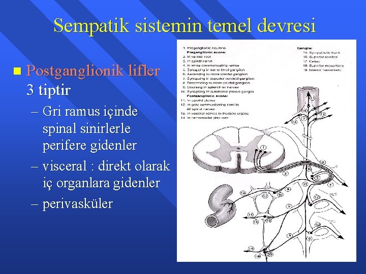 Sempatik sistemin temel devresi n Postganglionik lifler 3 tiptir – Gri ramus içinde spinal