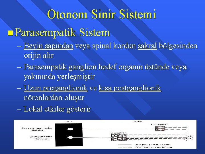 Otonom Sinir Sistemi n Parasempatik Sistem – Beyin sapından veya spinal kordun sakral bölgesinden