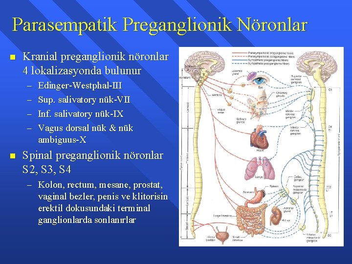 Parasempatik Preganglionik Nöronlar n Kranial preganglionik nöronlar 4 lokalizasyonda bulunur – – n Edinger-Westphal-III