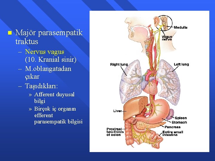 n Majör parasempatik traktus – Nervus vagus (10. Kranial sinir) – M. oblangatadan çıkar