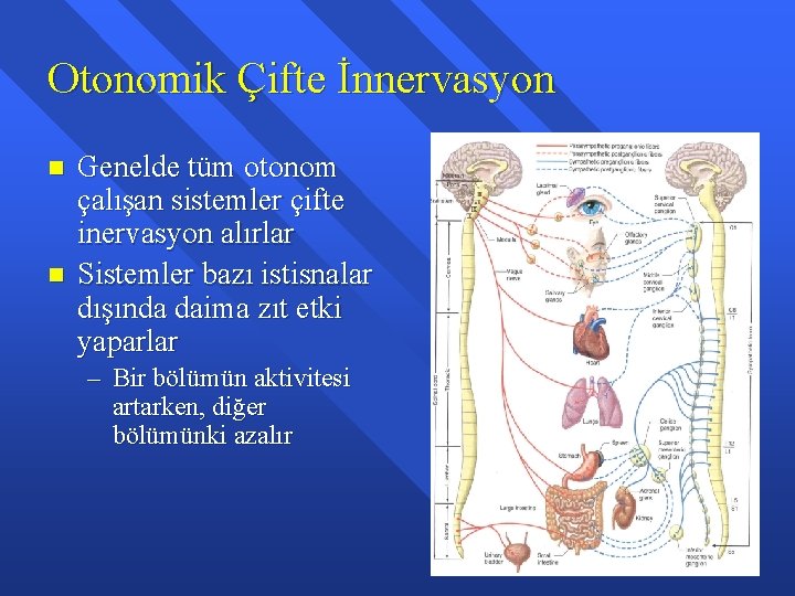 Otonomik Çifte İnnervasyon n n Genelde tüm otonom çalışan sistemler çifte inervasyon alırlar Sistemler