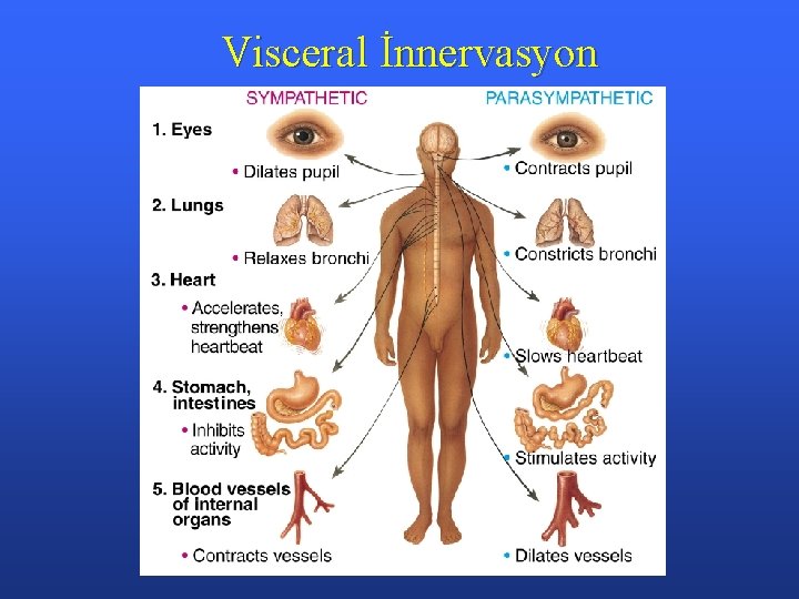 Visceral İnnervasyon 