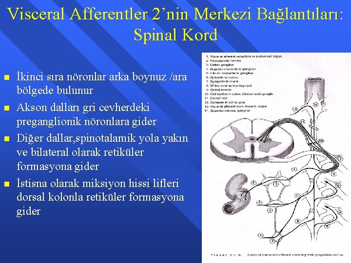 Visceral Afferentler 2’nin Merkezi Bağlantıları: Spinal Kord n n İkinci sıra nöronlar arka boynuz