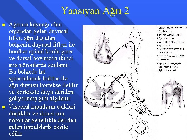 Yansıyan Ağrı 2 n n Ağrının kaynağı olan organdan gelen duyusal lifler, ağrı duyulan