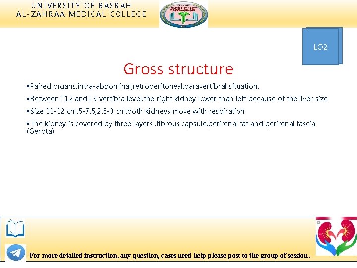 UNIVERSITY OF BASRAH AL-ZAHRAA MEDICAL COLLEGE LO 2 Gross structure §Paired organs, intra-abdominal, retroperitoneal,