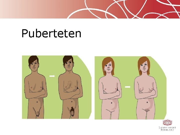 Puberteten 