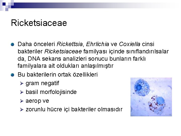Ricketsiaceae Daha önceleri Rickettsia, Ehrlichia ve Coxiella cinsi bakteriler Ricketsiaceae familyası içinde sınıflandırılsalar da,