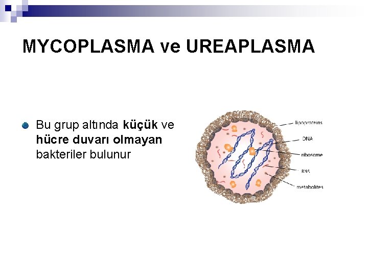 MYCOPLASMA ve UREAPLASMA Bu grup altında küçük ve hücre duvarı olmayan bakteriler bulunur 