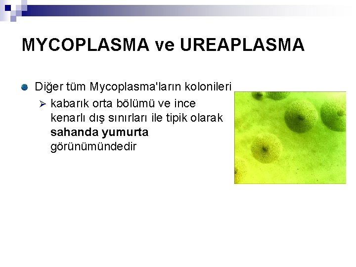 MYCOPLASMA ve UREAPLASMA Diğer tüm Mycoplasma'ların kolonileri Ø kabarık orta bölümü ve ince kenarlı