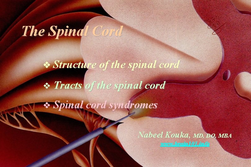 The Spinal Cord Structure of the spinal cord v Tracts of the spinal cord