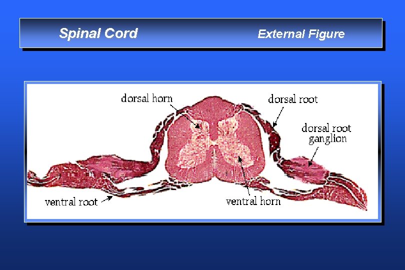 Spinal Cord External Figure 