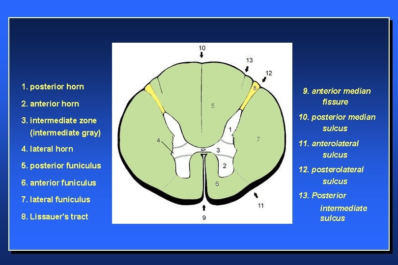 1. posterior horn 2. anterior horn 3. intermediate zone (intermediate gray) 4. lateral horn