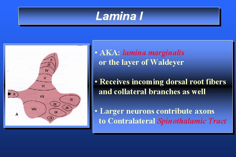 Lamina I • AKA: lamina marginalis or the layer of Waldeyer • Receives incoming