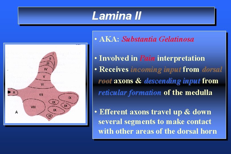 Lamina II • AKA: Substantia Gelatinosa • Involved in Pain interpretation • Receives incoming