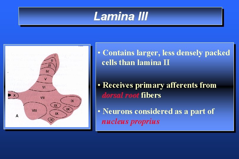 Lamina III • Contains larger, less densely packed cells than lamina II • Receives
