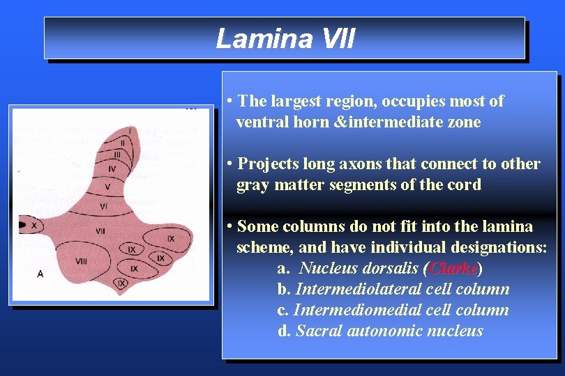 Lamina VII • The largest region, occupies most of ventral horn &intermediate zone •