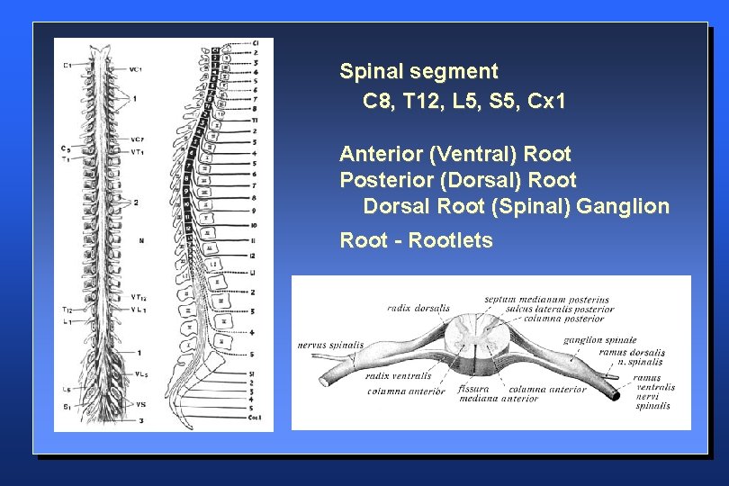 Spinal segment C 8, T 12, L 5, S 5, Cx 1 Anterior (Ventral)
