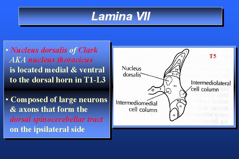 Lamina VII • Nucleus dorsalis of Clark AKA nucleus thoracicus is located medial &