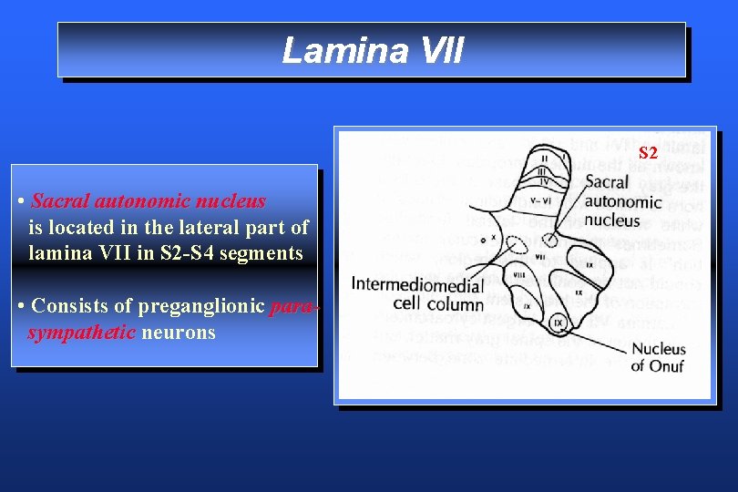 Lamina VII S 2 • Sacral autonomic nucleus is located in the lateral part
