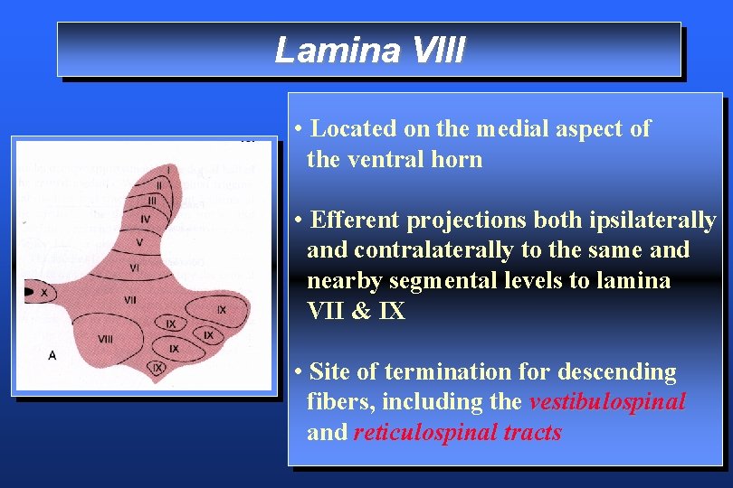 Lamina VIII • Located on the medial aspect of the ventral horn • Efferent