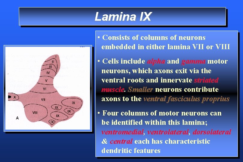 Lamina IX • Consists of columns of neurons embedded in either lamina VII or
