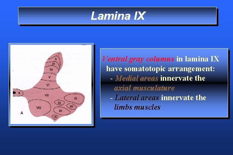 Lamina IX Ventral gray columns in lamina IX have somatotopic arrangement: - Medial areas