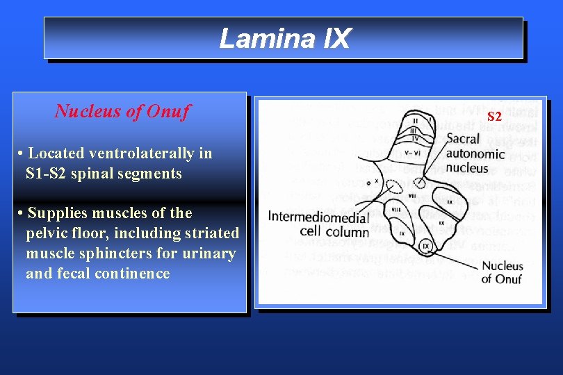 Lamina IX Nucleus of Onuf • Located ventrolaterally in S 1 -S 2 spinal