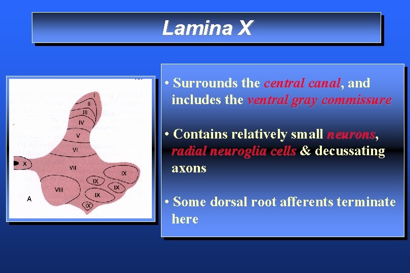 Lamina X • Surrounds the central canal, canal and includes the ventral gray commissure