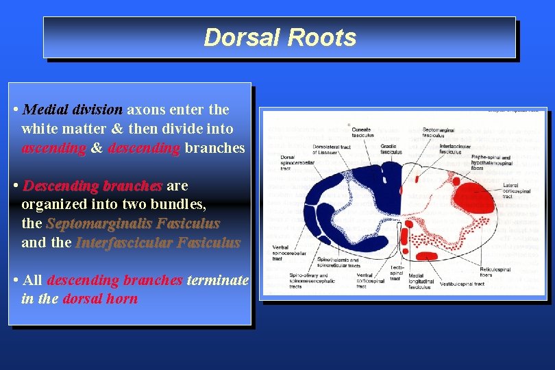 Dorsal Roots • Medial division axons enter the white matter & then divide into