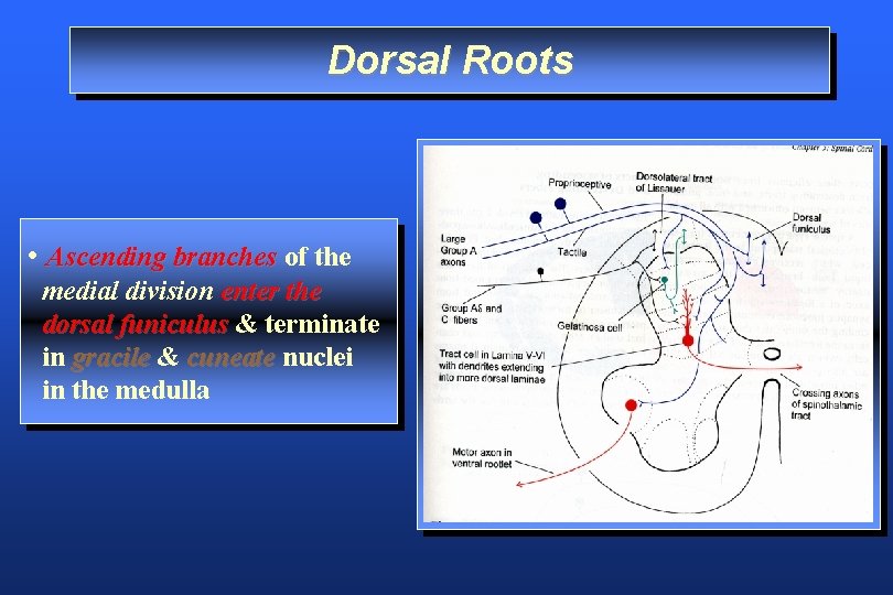 Dorsal Roots • Ascending branches of the medial division enter the dorsal funiculus &