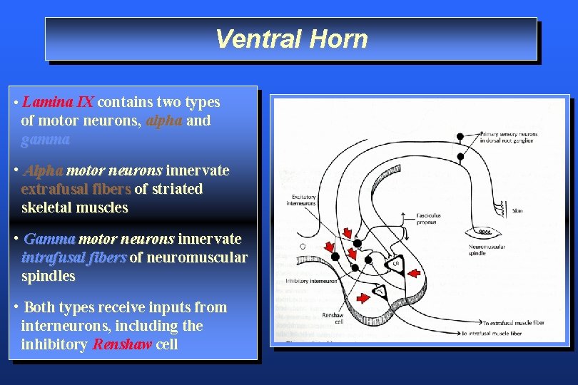 Ventral Horn • Lamina IX contains two types of motor neurons, alpha and gamma