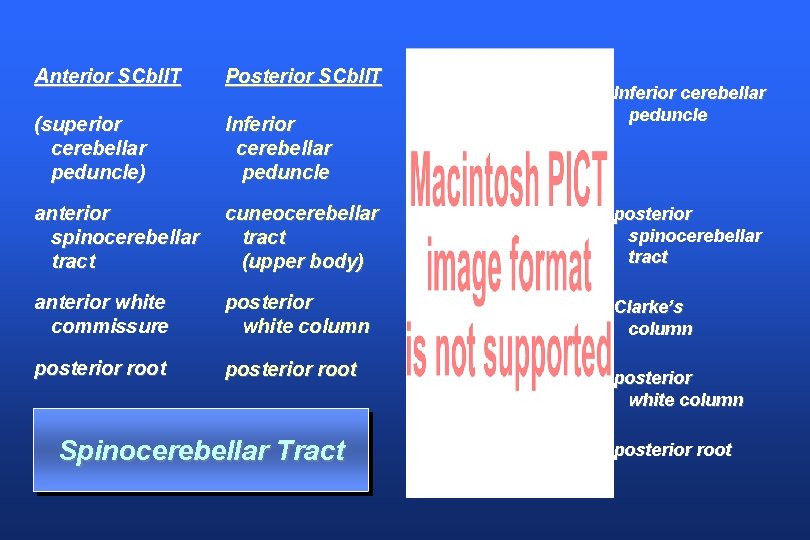 Anterior SCbll. T Posterior SCbll. T (superior cerebellar peduncle) Inferior cerebellar peduncle anterior spinocerebellar