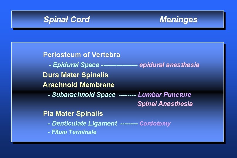 Spinal Cord Meninges Periosteum of Vertebra - Epidural Space --------- epidural anesthesia Dura Mater