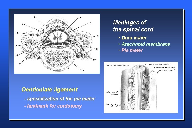 Meninges of the spinal cord • Dura mater • Arachnoid membrane • Pia mater