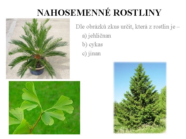 NAHOSEMENNÉ ROSTLINY Dle obrázků zkus určit, která z rostlin je – a) jehličnan b)