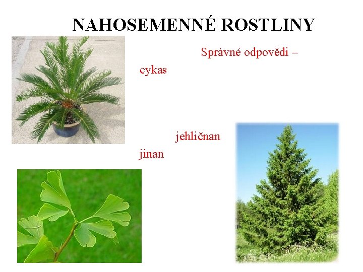 NAHOSEMENNÉ ROSTLINY Správné odpovědi – cykas jehličnan jinan 