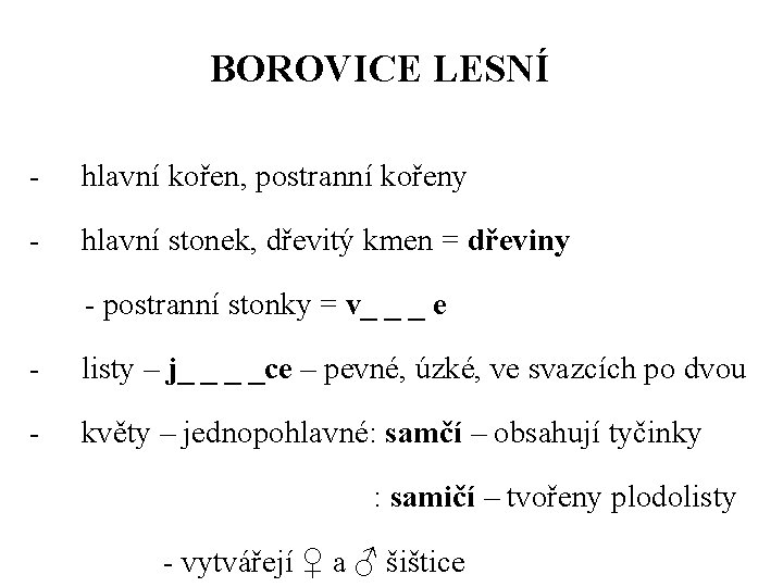 BOROVICE LESNÍ - hlavní kořen, postranní kořeny - hlavní stonek, dřevitý kmen = dřeviny