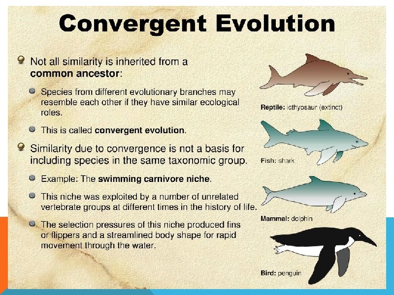Biochemical Evidence for Evolution Learning Goals 1 I