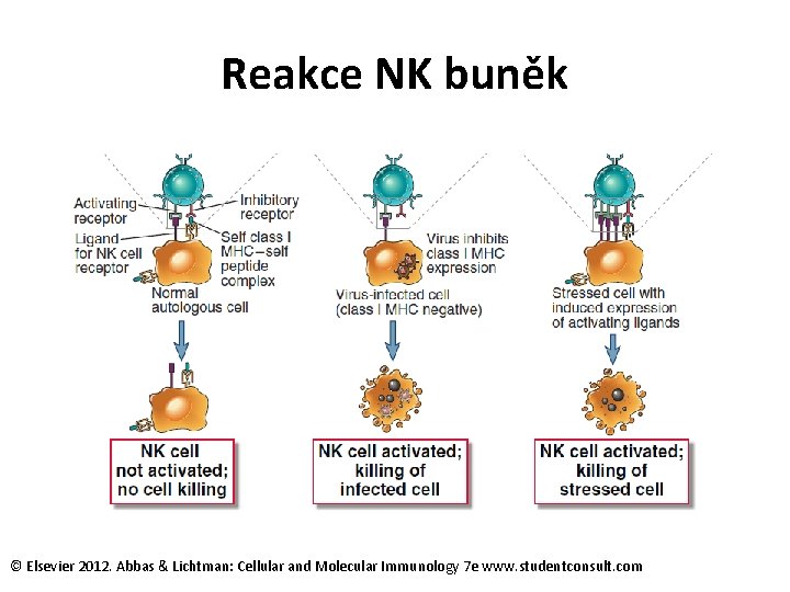 Reakce NK buněk © Elsevier 2012. Abbas & Lichtman: Cellular and Molecular Immunology 7