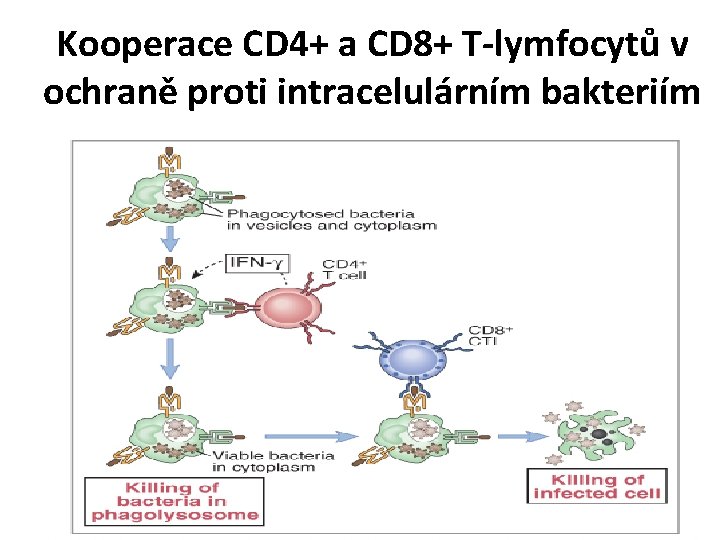 Kooperace CD 4+ a CD 8+ T-lymfocytů v ochraně proti intracelulárním bakteriím 