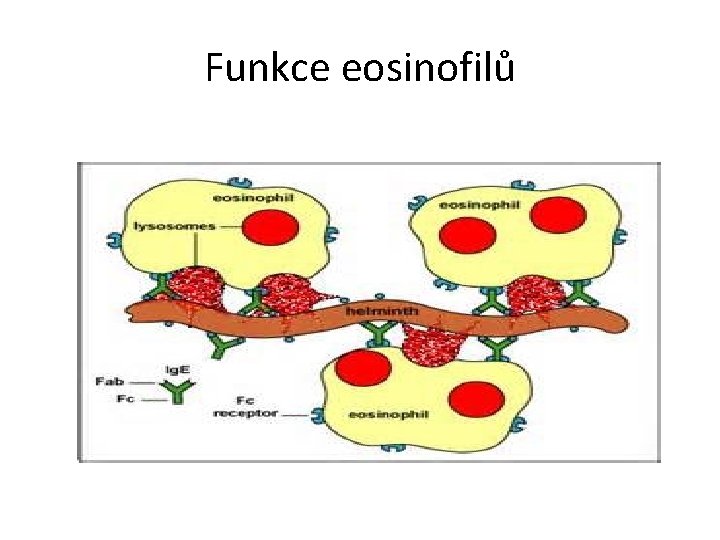 Funkce eosinofilů 