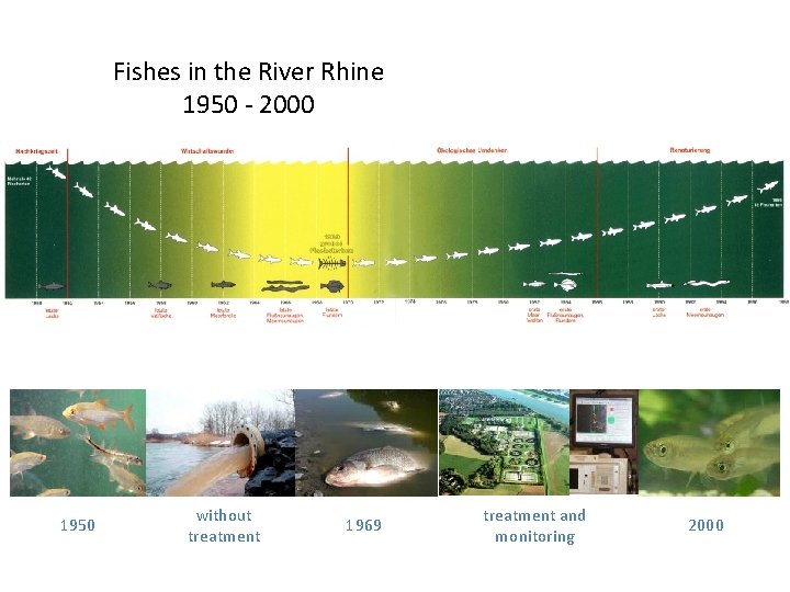 Fishes in the River Rhine 1950 - 2000 1950 without treatment 1969 treatment and