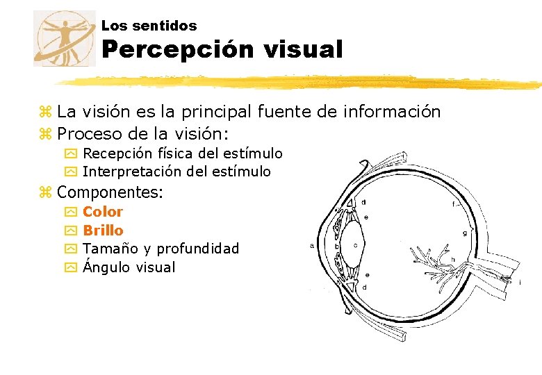 Los sentidos Percepción visual z La visión es la principal fuente de información z