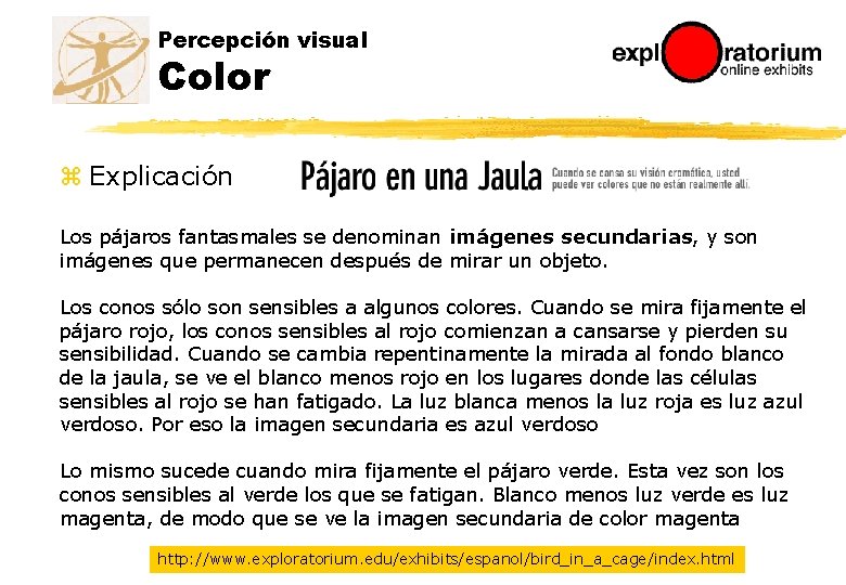 Percepción visual Color z Explicación Los pájaros fantasmales se denominan imágenes secundarias, y son