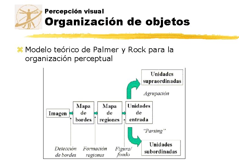 Percepción visual Organización de objetos z Modelo teórico de Palmer y Rock para la