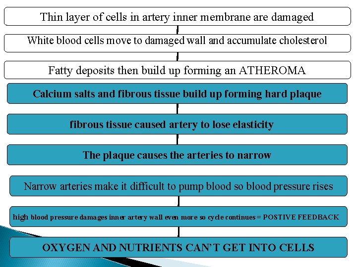 Thin layer of cells in artery inner membrane are damaged White blood cells move