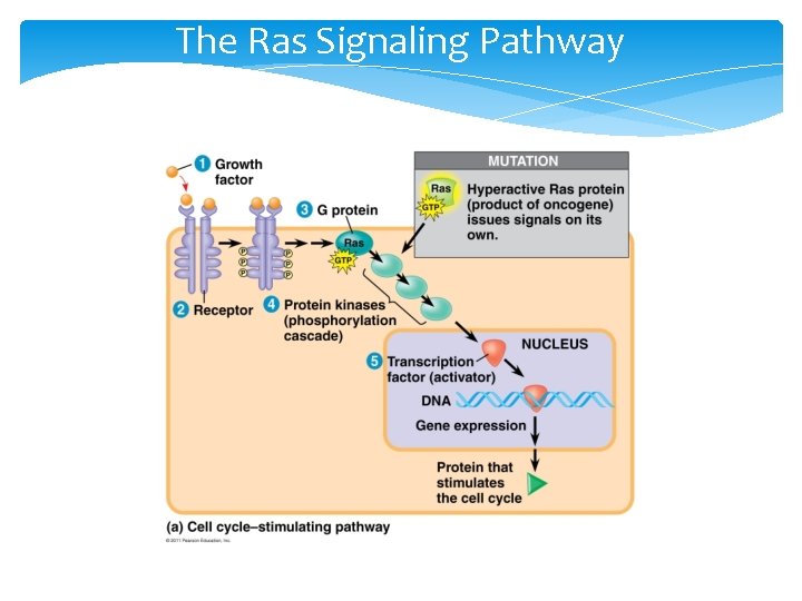 The Ras Signaling Pathway The Ras Signaling Pathway