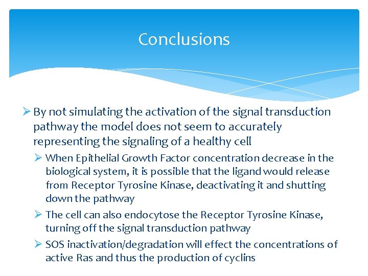 Conclusions Ø By not simulating the activation of the signal transduction pathway the model Conclusions Ø By not simulating the activation of the signal transduction pathway the model
