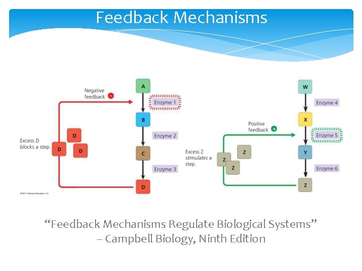 Feedback Mechanisms “Feedback Mechanisms Regulate Biological Systems” – Campbell Biology, Ninth Edition Feedback Mechanisms “Feedback Mechanisms Regulate Biological Systems” – Campbell Biology, Ninth Edition